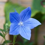 cool blue flower