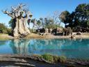 Animal Kingdom